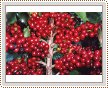 Plody kávovníku arabského (Coffea arabica)